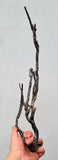 38cms GOLDEN BLACK CORAL PERU NATURAL BRANCH SEA GENUINE VB02