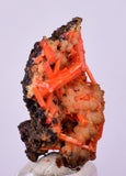 2.2cms GEM RED CROCOITE CRYSTALS CLUSTER MATRIX ADELAIDE MINE AUSTRALIA ZB39
