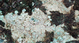27cms GEM ATACAMITE MALACHITE HALLOYSITE UNKNOWN CRYSTALS CHILE AB247