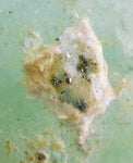 22cm MELANTERITE VOLCANO HOLE INSIDE STALACTITE CHALCANTHITE CRYSTAL PERU  FB77