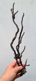 41cms GOLDEN BLACK CORAL PERU NATURAL BRANCH SEA GENUINE VB01