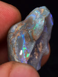 2.2 cms BLUE OPAL SHELL CLAMP FOSSIL AUSTRALIA COBBER PEDY 2000 DISCOVERY  OB141