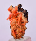 2.2cms GEM RED CROCOITE CRYSTALS CLUSTER MATRIX ADELAIDE MINE AUSTRALIA ZB39