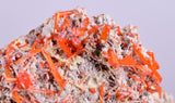 3.1cms GEM RED CROCOITE CRYSTALS CLUSTER MATRIX ADELAIDE MINE AUSTRALIA ZB35