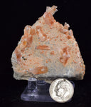 5.5cms LIMONITE IN SELENITE CRYSTAL COLLECTOR PERU MINERAL SPECIMEN TB106