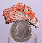 3.1cms GEM RED CROCOITE CRYSTALS CLUSTER MATRIX ADELAIDE MINE AUSTRALIA ZB35