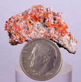 3.1cms GEM RED CROCOITE CRYSTALS CLUSTER MATRIX ADELAIDE MINE AUSTRALIA ZB35