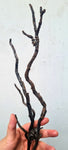 41cms GOLDEN BLACK CORAL PERU NATURAL BRANCH SEA GENUINE VB01