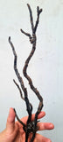 41cms GOLDEN BLACK CORAL PERU NATURAL BRANCH SEA GENUINE VB01