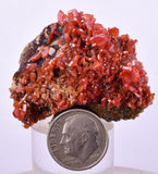 4.2cm VANADINITE HOLLANDITE CRYSTAL MIBLADEN MOROCCO  MINERAL SPECIMEN WB32