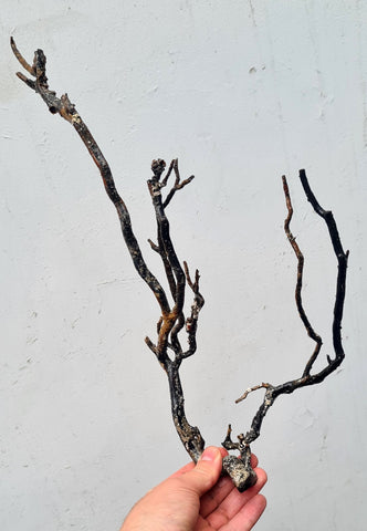 38cms GOLDEN BLACK CORAL PERU NATURAL BRANCH SEA GENUINE VB02