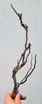 38cms GOLDEN BLACK CORAL PERU NATURAL BRANCH SEA GENUINE VB02
