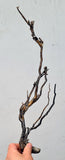 38cms GOLDEN BLACK CORAL PERU NATURAL BRANCH SEA GENUINE VB02
