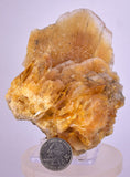 11.5cms GOLDEN SELENITE CRYSTAL PERU FISH TAIL SUISEKI TRANSLUCENT TB127