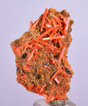 3.1cms GEM RED CROCOITE CRYSTALS CLUSTER MATRIX ADELAIDE MINE AUSTRALIA ZB36