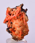 2.2cms GEM RED CROCOITE CRYSTALS CLUSTER MATRIX ADELAIDE MINE AUSTRALIA ZB39