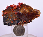 6cm VANADINITE HOLLANDITE CRYSTAL MIBLADEN MOROCCO  MINERAL SPECIMEN WB34