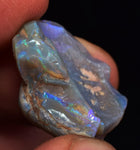 2.2 cms BLUE OPAL SHELL CLAMP FOSSIL AUSTRALIA COBBER PEDY 2000 DISCOVERY  OB141