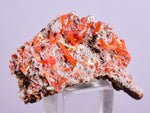 3.1cms GEM RED CROCOITE CRYSTALS CLUSTER MATRIX ADELAIDE MINE AUSTRALIA ZB35