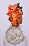 2.2cms GEM RED CROCOITE CRYSTALS CLUSTER MATRIX ADELAIDE MINE AUSTRALIA ZB39