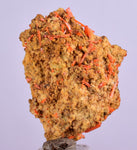 3.1cms GEM RED CROCOITE CRYSTALS CLUSTER MATRIX ADELAIDE MINE AUSTRALIA ZB36