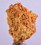 3.1cms GEM RED CROCOITE CRYSTALS CLUSTER MATRIX ADELAIDE MINE AUSTRALIA ZB36