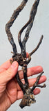 41cms GOLDEN BLACK CORAL PERU NATURAL BRANCH SEA GENUINE VB01