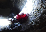 6.9cms PROUSTITE RED RUBY SILVER PERU UCHUCCHACUA MINE MINERAL SPECIMEN HB147