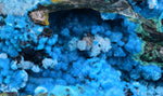 9.7cms QUARTZ CHRYSOCOLLA BOTRYOIDAL TENTADORA MINE PERU MINERAL SPECIMEN CB106