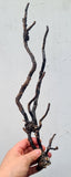 41cms GOLDEN BLACK CORAL PERU NATURAL BRANCH SEA GENUINE VB01
