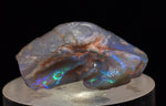 2.2 cms BLUE OPAL SHELL CLAMP FOSSIL AUSTRALIA COBBER PEDY 2000 DISCOVERY  OB141