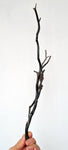 40cms GOLDEN BLACK CORAL POLISHED PERU NATURAL BRANCH SEA GENUINE VB05