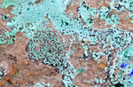 16cms GEM BROCHANTITE ATACAMITE LINARITE CHRYSOCOLLA CHILE Z43