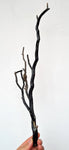 40cms GOLDEN BLACK CORAL POLISHED PERU NATURAL BRANCH SEA GENUINE VB05