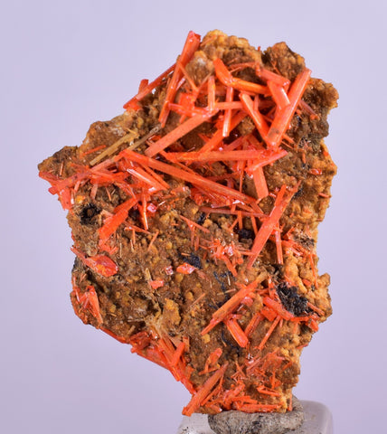 3.1cms GEM RED CROCOITE CRYSTALS CLUSTER MATRIX ADELAIDE MINE AUSTRALIA ZB36