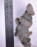15cms SELENITE DESERT ROSE GYPSUM CRYSTALS COLLECTORS PERU MINERAL SPECIMEN TB54