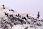 5.2cms NATIVE SILVER WIRE QUARTZ PERU MINE MINERAL SPECIMEN HB247