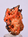 2.2cms GEM RED CROCOITE CRYSTALS CLUSTER MATRIX ADELAIDE MINE AUSTRALIA ZB39