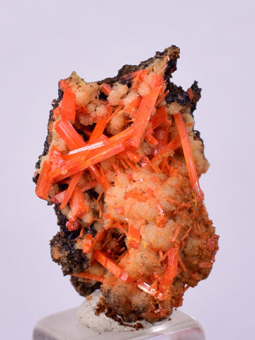 2.2cms GEM RED CROCOITE CRYSTALS CLUSTER MATRIX ADELAIDE MINE AUSTRALIA ZB39