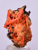 2.2cms GEM RED CROCOITE CRYSTALS CLUSTER MATRIX ADELAIDE MINE AUSTRALIA ZB39