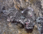 6.9cms PROUSTITE RED RUBY SILVER PERU UCHUCCHACUA MINE MINERAL SPECIMEN HB147