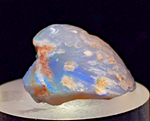 2.2 cms BLUE OPAL SHELL CLAMP FOSSIL AUSTRALIA COBBER PEDY 2000 DISCOVERY  OB141