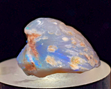 2.2 cms BLUE OPAL SHELL CLAMP FOSSIL AUSTRALIA COBBER PEDY 2000 DISCOVERY  OB141