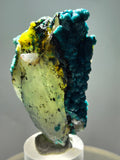 5.6cms CHRYSOCOLLA BOTRYOIDAL ON QUARTZ SHATTUCKITE TENTADORA MINE PERU CB245