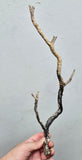 36cms GOLDEN BLACK CORAL PERU NATURAL BRANCH SEA GENUINE VB40