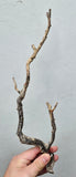 36cms GOLDEN BLACK CORAL PERU NATURAL BRANCH SEA GENUINE VB40