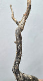 36cms GOLDEN BLACK CORAL PERU NATURAL BRANCH SEA GENUINE VB40