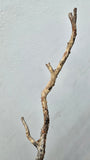 36cms GOLDEN BLACK CORAL PERU NATURAL BRANCH SEA GENUINE VB40