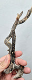 36cms GOLDEN BLACK CORAL PERU NATURAL BRANCH SEA GENUINE VB40