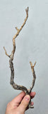 36cms GOLDEN BLACK CORAL PERU NATURAL BRANCH SEA GENUINE VB40
